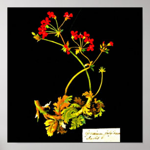 Póster Poster-Arte Botánico-Mary Delany 22