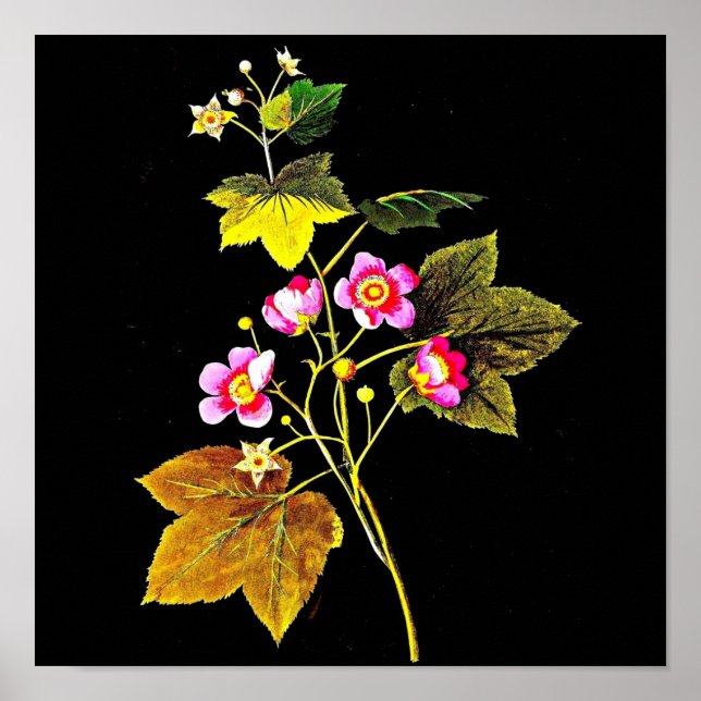 Póster Poster-Arte Botánico-Mary Delany 4 (Frente)