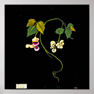 Póster Poster-Arte Botánico-Mary Delany 5
