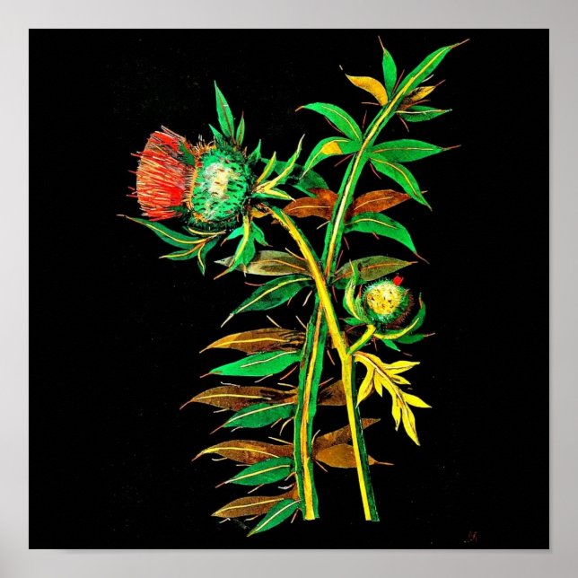 Póster Poster-Arte Botánico-Mary Delany 6 (Frente)