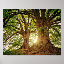 Póster poster Arvore da Vida