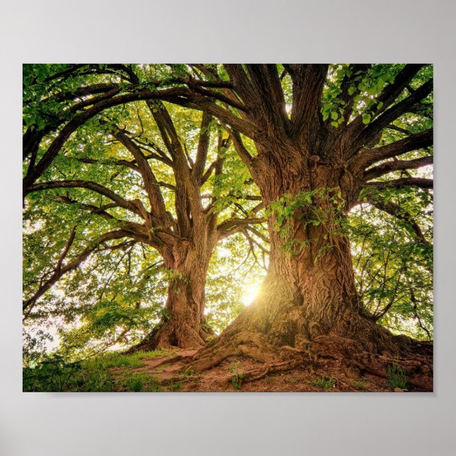 Póster poster Arvore da Vida (Frente)