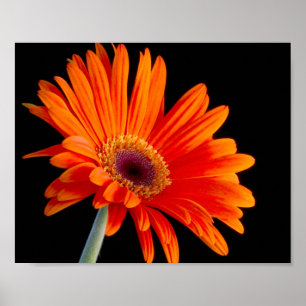 Póster Poster ascendente cercano de la flor
