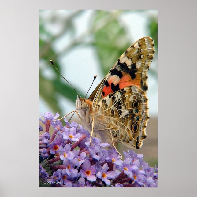 Póster poster "Attitude" (Frente)