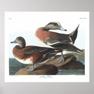 Póster Poster Audubon de Viña Americana