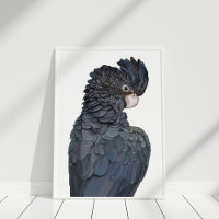 Poster australiano de Cockatoo negro con cola roja