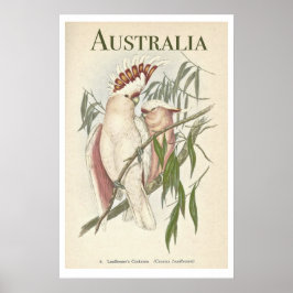 Póster Poster australiano de Galah