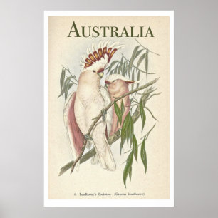 Póster Poster australiano de Galah