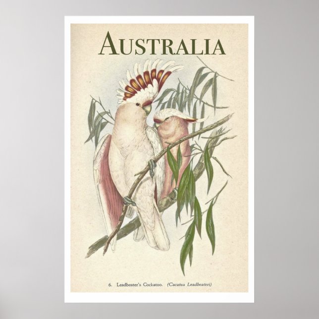 Póster Poster australiano de Galah (Frente)