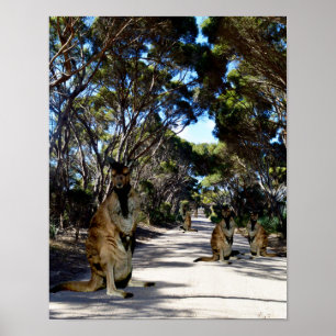 Póster Poster australiano Wallaby On Road