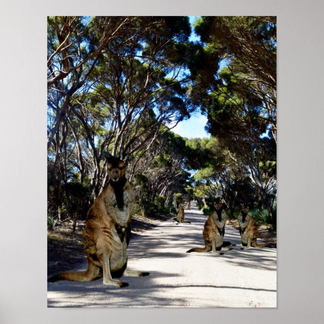 Póster Poster australiano Wallaby On Road (Frente)