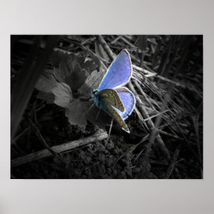 Póster poster azul de la mariposa