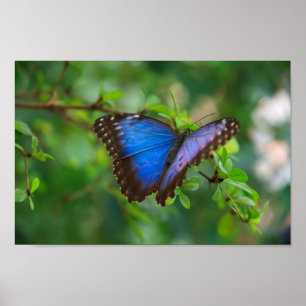 Póster Poster azul de la mariposa de Morpho