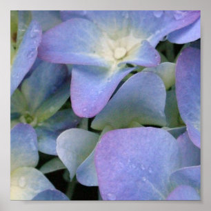 Póster Poster azul del Hydrangea