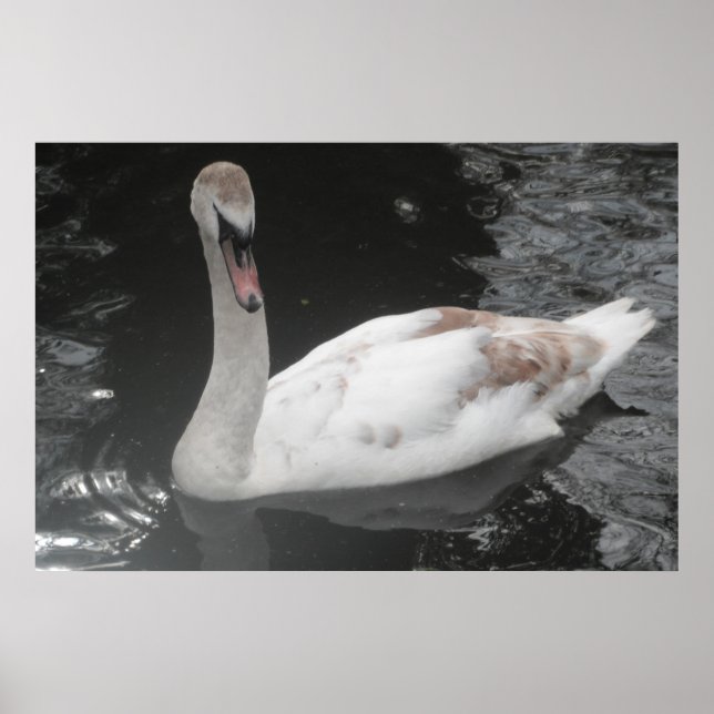 Póster Poster Baby Swan Natación (Frente)