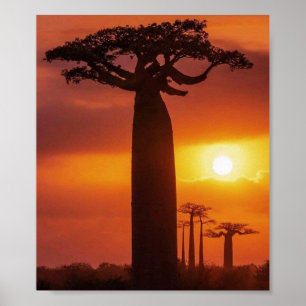 Póster poster baobab