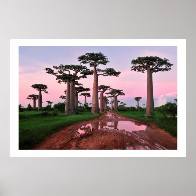 Póster poster baobab de bosque africano de 8.99 (Frente)