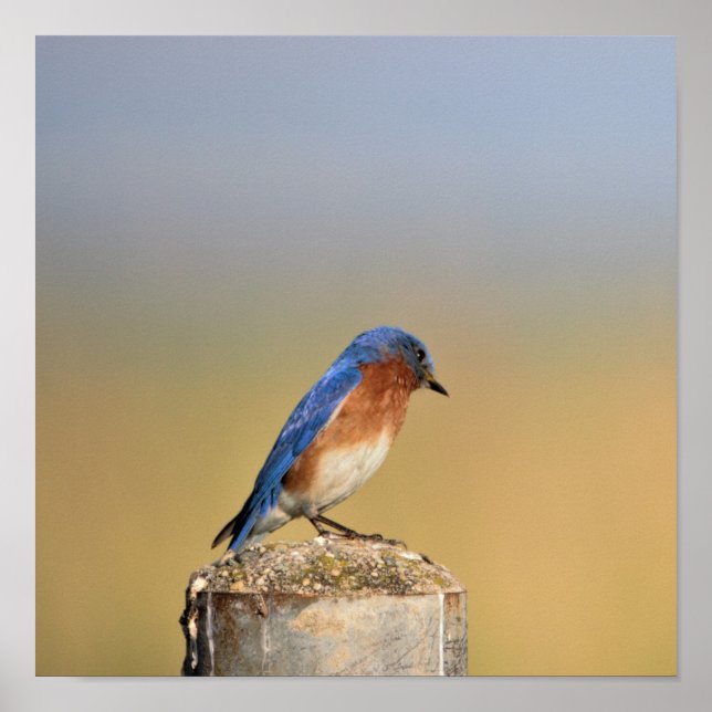 Póster Poster Barn Swallow (Frente)