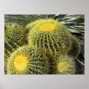 Póster Poster - Barrel Cacti