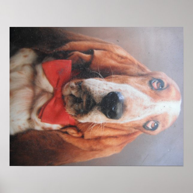 Póster Poster Basset Hound Con El Tejido De Bow Rojo (Frente)