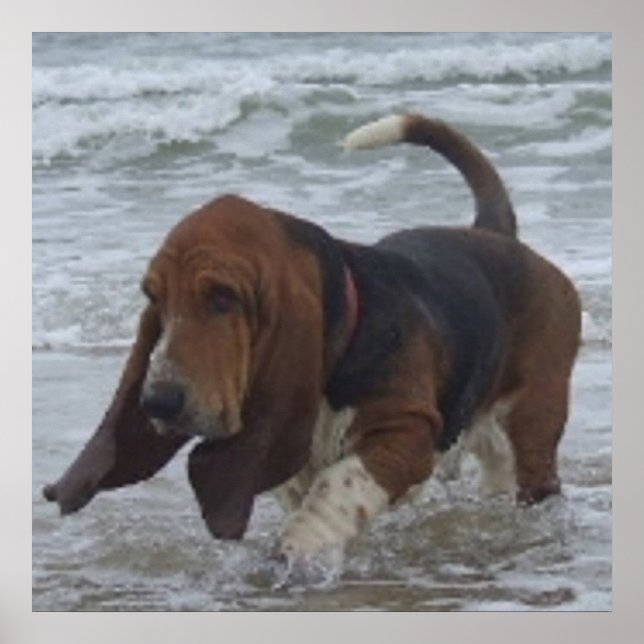 Póster Poster Basset Hound En El Mar (Frente)
