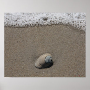 Póster Poster Beachy Clamshell