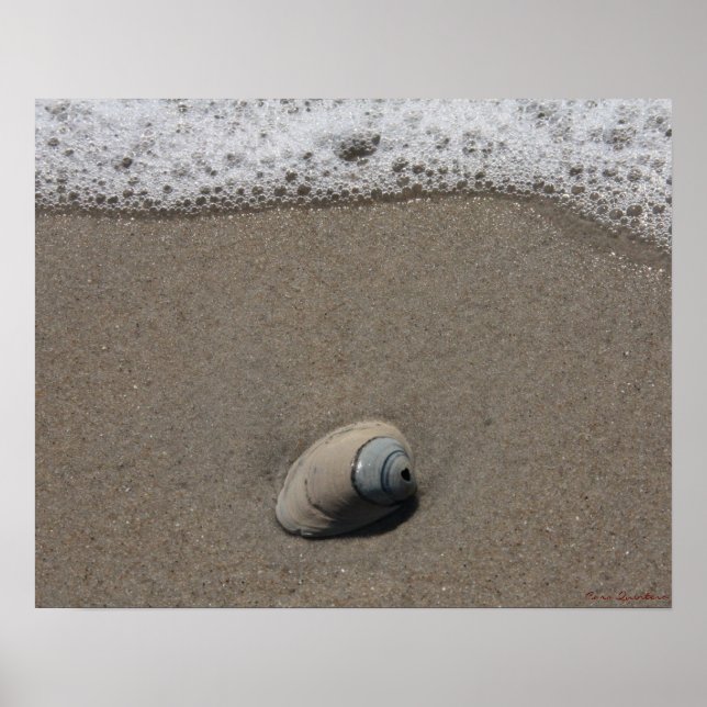 Póster Poster Beachy Clamshell (Frente)