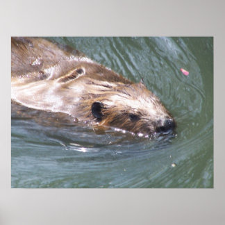Póster Poster Beaver