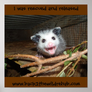 Póster poster bebe opossum