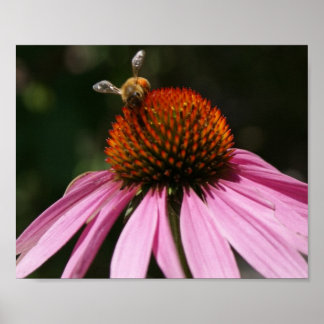 Póster Poster Bee Buzz 10x8