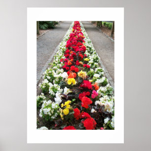 Póster Poster Begonias