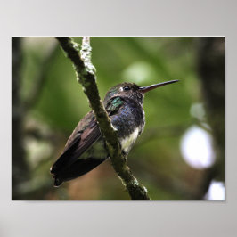 PÓSTER POSTER - BEIJA-FLOR 1