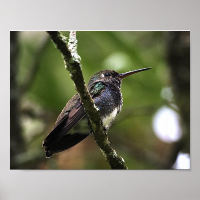 PÓSTER POSTER - BEIJA-FLOR 1 (Frente)