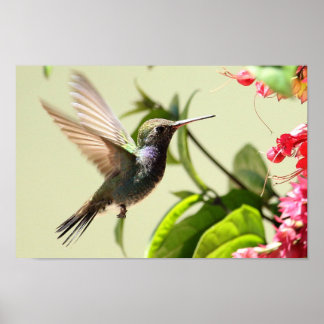 PÓSTER POSTER - BEIJA-FLOR 4