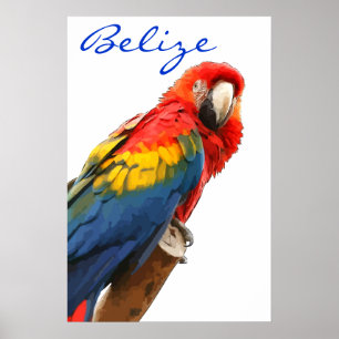 Póster Poster Belize Scarlet Macaw