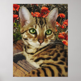 Póster Poster Bengal