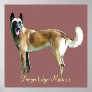 Póster poster berger belge malinois