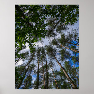 Póster Poster Bielorrusia de la Naturaleza