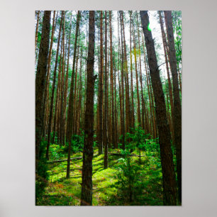 Póster Poster Bielorrusia de la Naturaleza