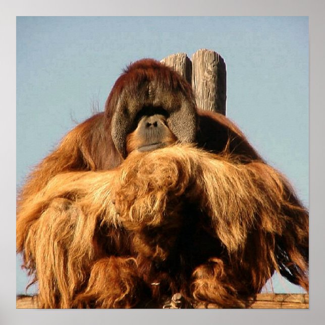 Póster Poster Big Ape (Frente)