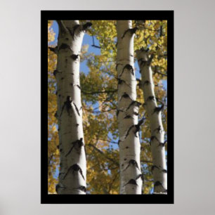 Póster Poster Birch Trees