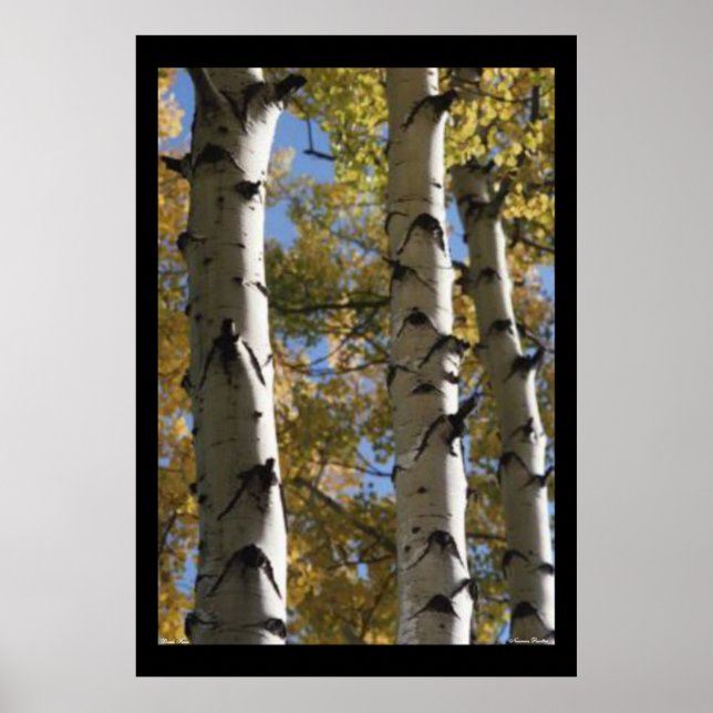 Póster Poster Birch Trees (Frente)