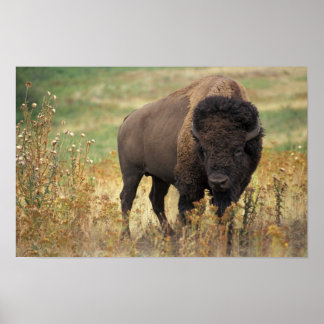 Póster Poster Bison de Estados Unidos