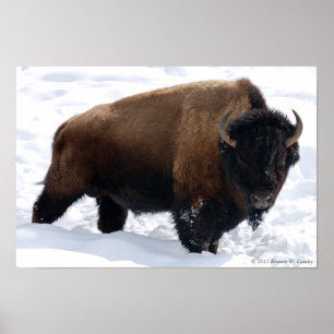Póster Poster Bison Snow