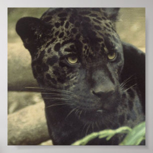 Póster Poster Black Panther