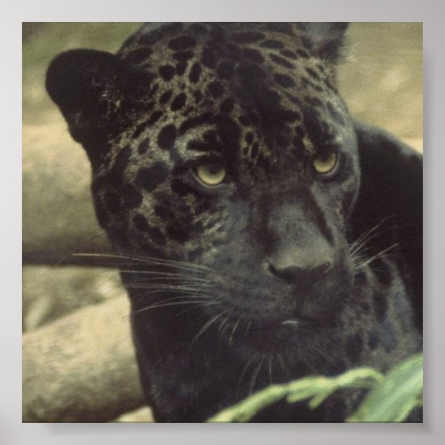 Póster Poster Black Panther (Frente)