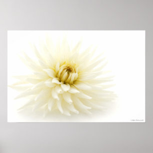 Póster Poster blanco de la dalia