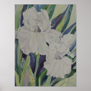 Póster Poster blanco del iris