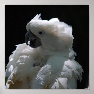 Póster Poster blanco del pájaro del Cockatoo