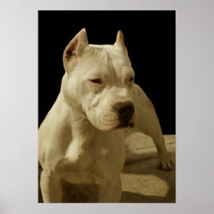 Póster Poster blanco del pitbull